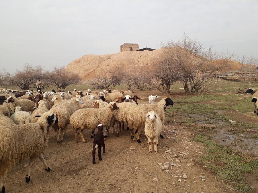 چرای گوسفندها در بنای دوره ساسانی