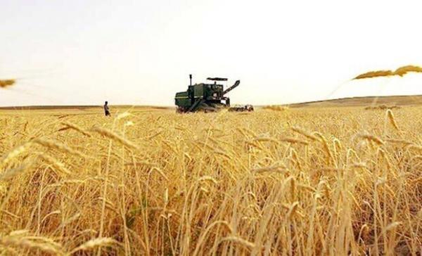 خبرنگاران میزان خرید گندم در گراش فارس به نصف کاهش یافت