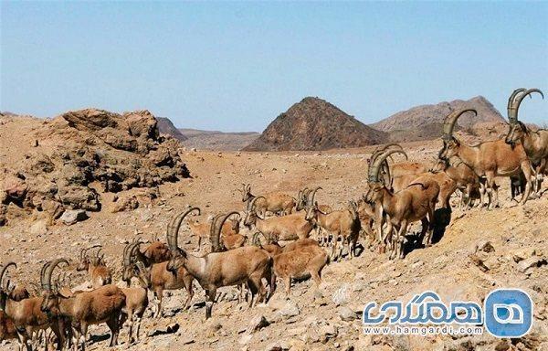پناهگاه حیات وحش روچون یکی از دیدنی های استان کرمان به شمار می رود