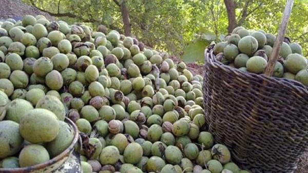 برداشت گردو در روستای عیش آباد به وقت پاییز برداشت گردو در روستای عیش آباد به وقت پاییز