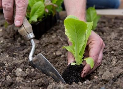 14 وسیله باغبانی که نگهداری از گل و گیاهان را در خانه آسان تر می نمایند