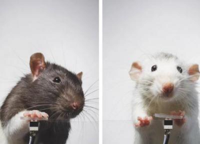موش هایی که از خودشان سلفی می گیرند
